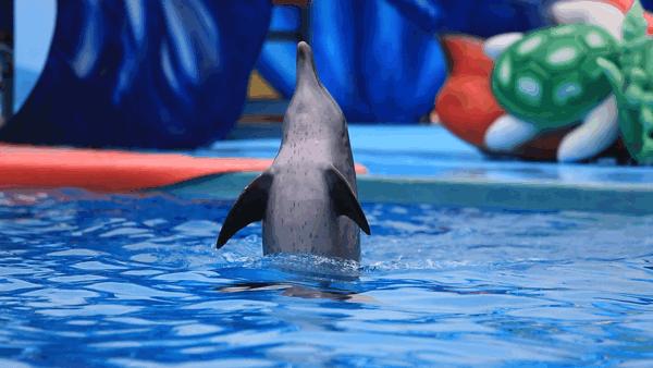 中秋特惠！（9.13-15）深圳海洋世界门票现4折仅69.9抢购~美到爆