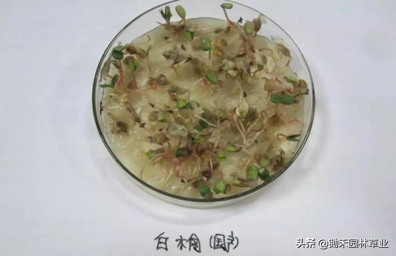 适合盐碱地的植物有哪些,绿化草耐旱品种