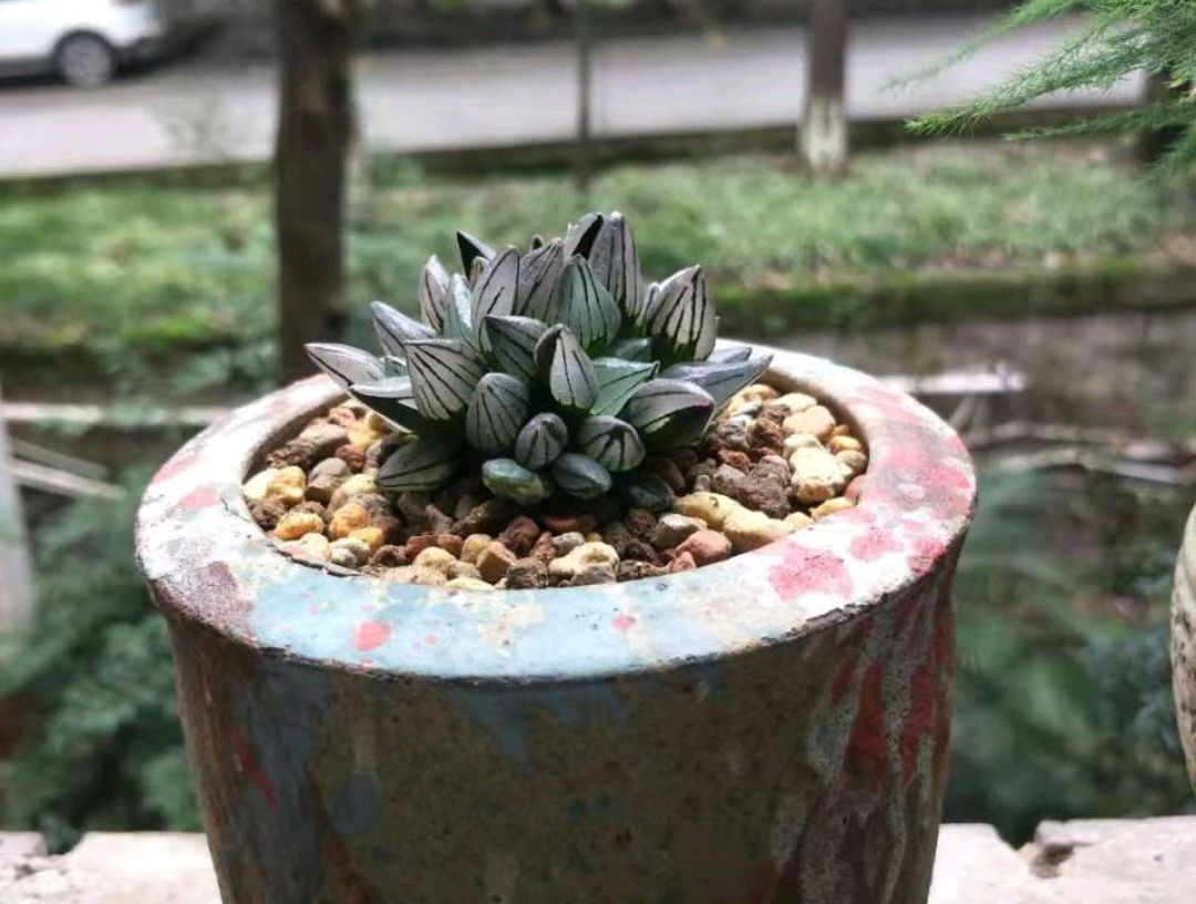 玉露多肉徒长了怎么办,玉露多肉叶片发紫不饱满