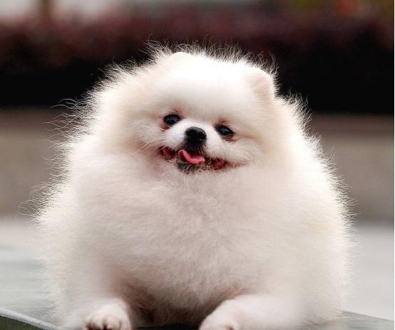 博美在换毛时该如何护理？「科瑞卡科普」