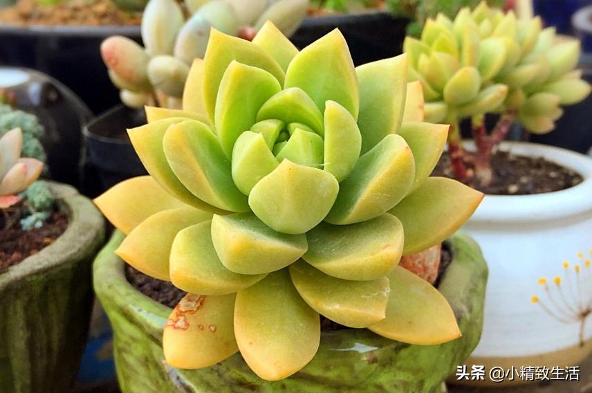 盘点6种适合秋天养的多肉,适合一年四季阳台养的多肉植物