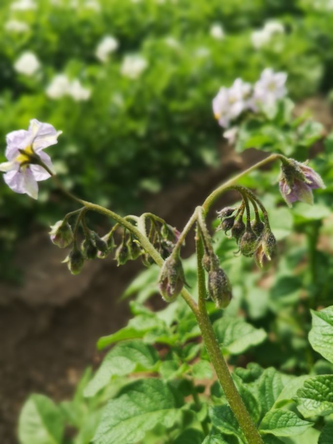 马铃薯抗旱栽培技术培训总结,马铃薯保水保油