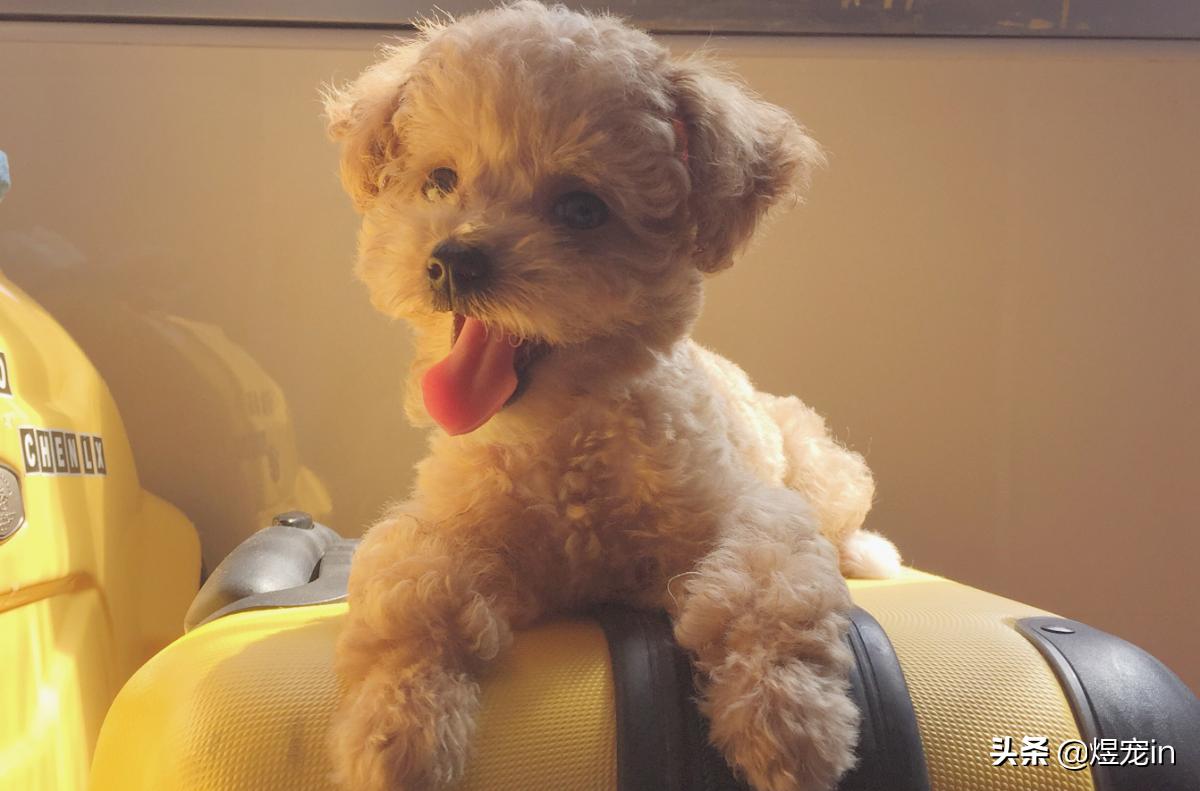 泰迪大便有果冻状粘液是怎么回事,泰迪大便成形带粘液怎么回事