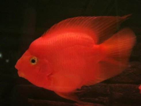 血鹦鹉打架什么时候能恢复,血鹦鹉怎么老是头穿孔