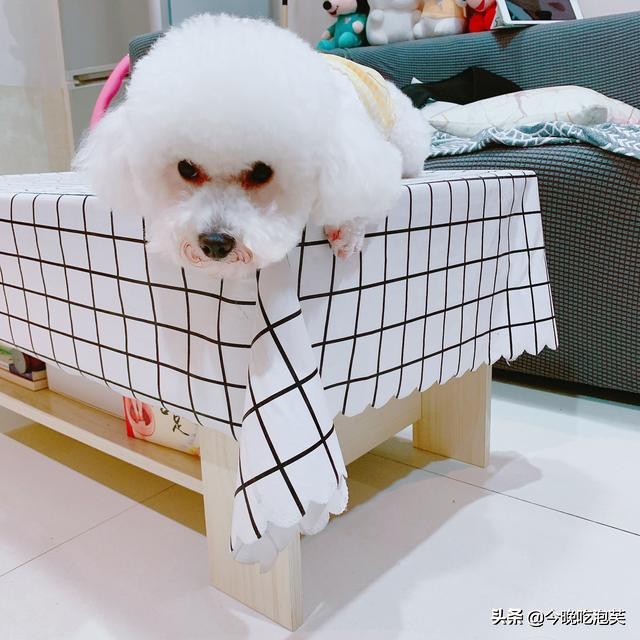 比熊犬咬人怎么办,比熊犬怎么养才会不咬人和你亲近