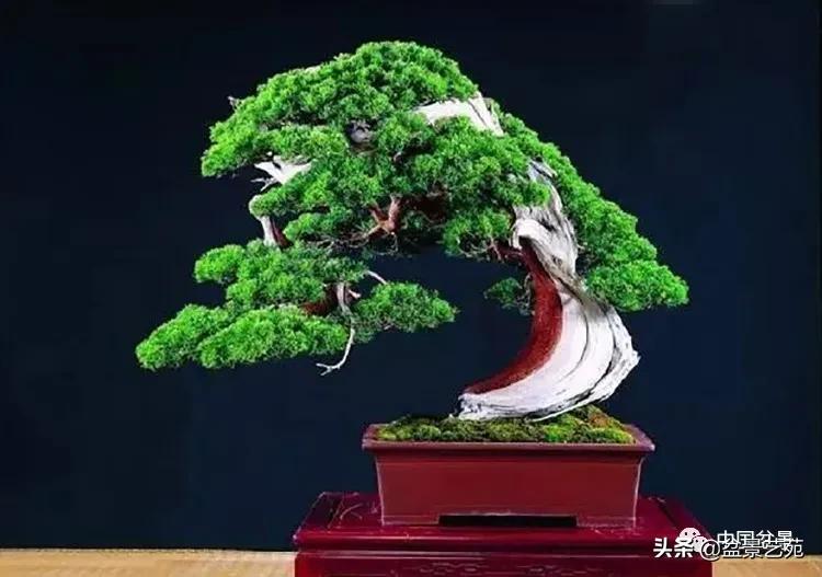 金银花盆景的修剪方法,盆景的修剪知识与技法