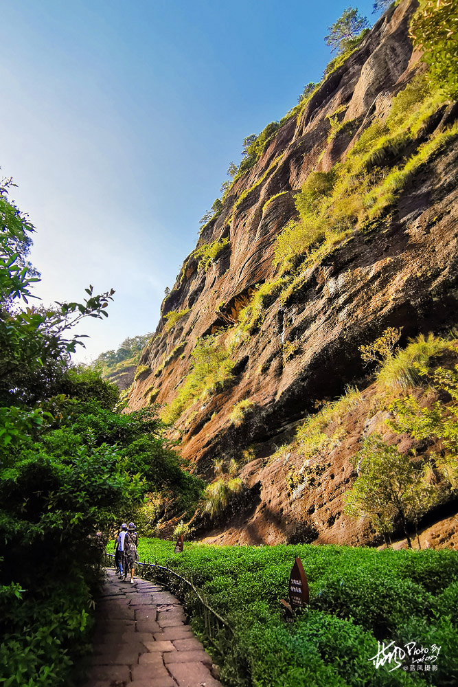 每克卖一万，这几株岩壁上的大红袍茶树，堪称武夷山的镇山之宝