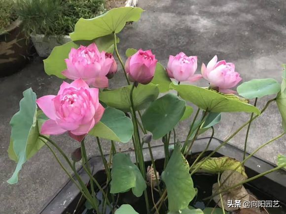 莲子培育盆栽荷花,一粒莲子可种多大的盆