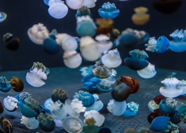 新加坡十大最佳景点,新加坡必玩十大景点