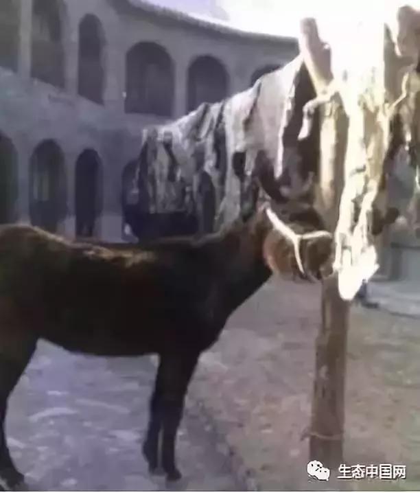 浼犺涓殑闃胯兌,閭d簺琚璇濈殑闃胯兌