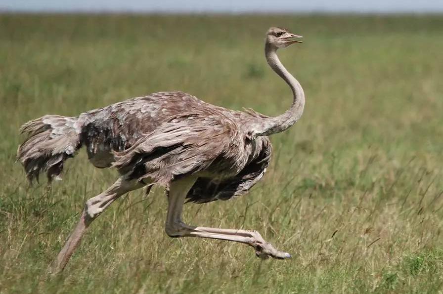 鸵鸟遇到危险为什么把头埋到土里,鸵鸟遇到危险时是怎么躲避的