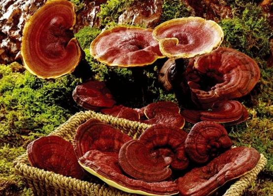 庭院常见的吉祥树,一