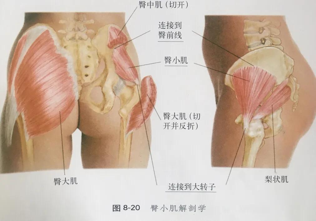 运动解剖学臀小肌,运动解剖学髂腰肌照片