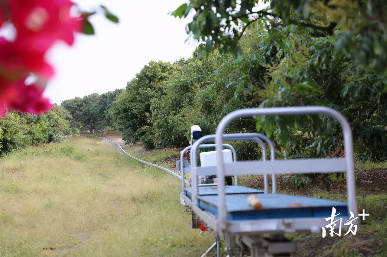 荔枝丰收季最新视频,荔枝丰收季广东