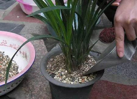 兰花叶子尖发黄是什么原因呢,兰花叶尖发黄是什么原因怎样处理