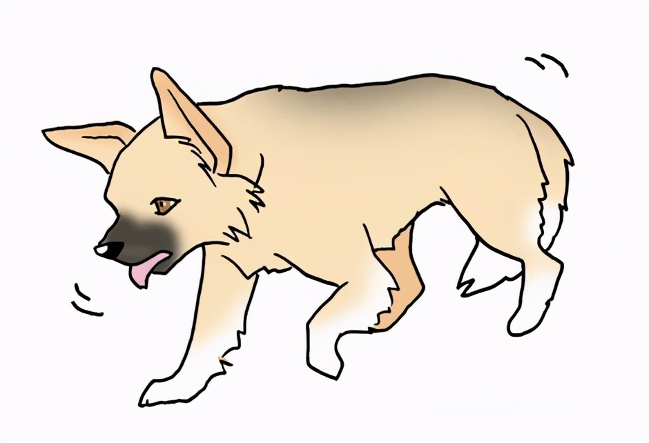 狗狗又吐又抖是什么原因,狗狗老是摇头抖耳朵是什么原因