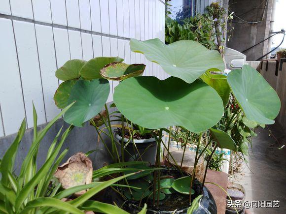 莲子长成荷花过程,一盆莲花种几颗莲子