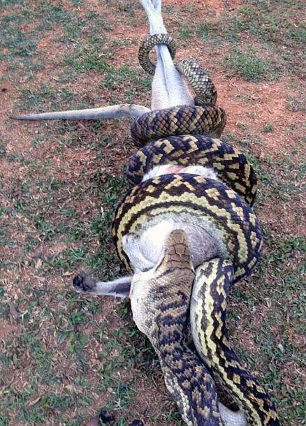 蟒蛇吞袋鼠撑死,蟒蛇能吃鳄鱼吗