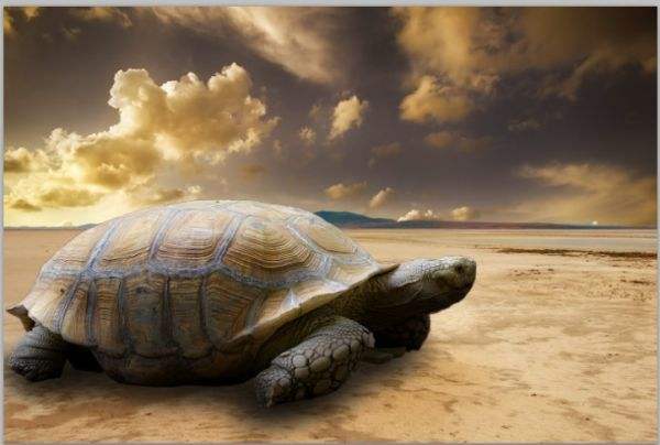 给乌龟干养的正确操作你做对了吗,给乌龟做家的简单办法