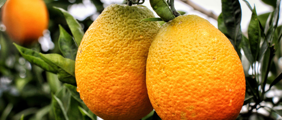 滞销中的麻阳冰糖橙出路在何方,麻阳冰糖橙的优点