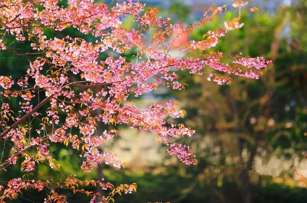 浙江11个地方樱花烂漫，千亩粉色天堂美到开挂，不输日本东京