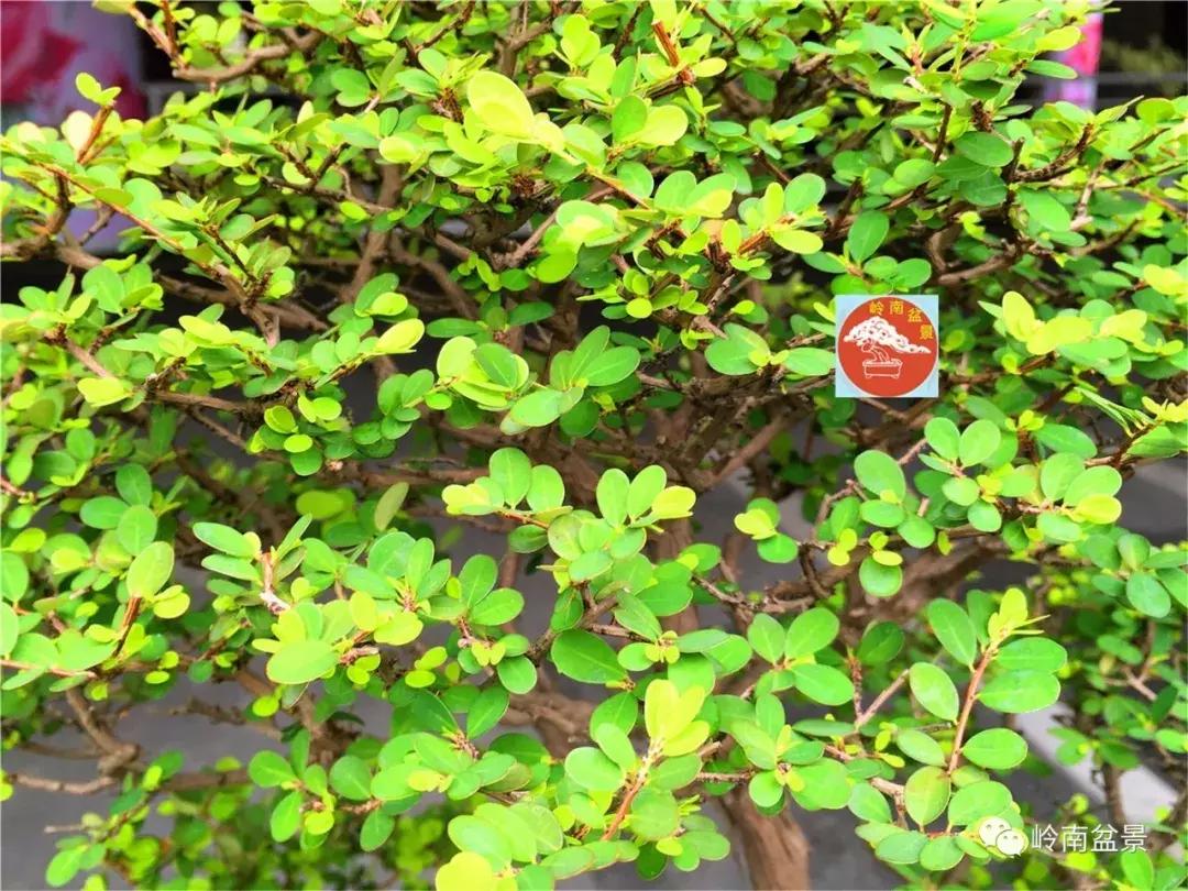 造型极美的盆景一起来欣赏,一组风吹出来的盆景欣赏动感十足