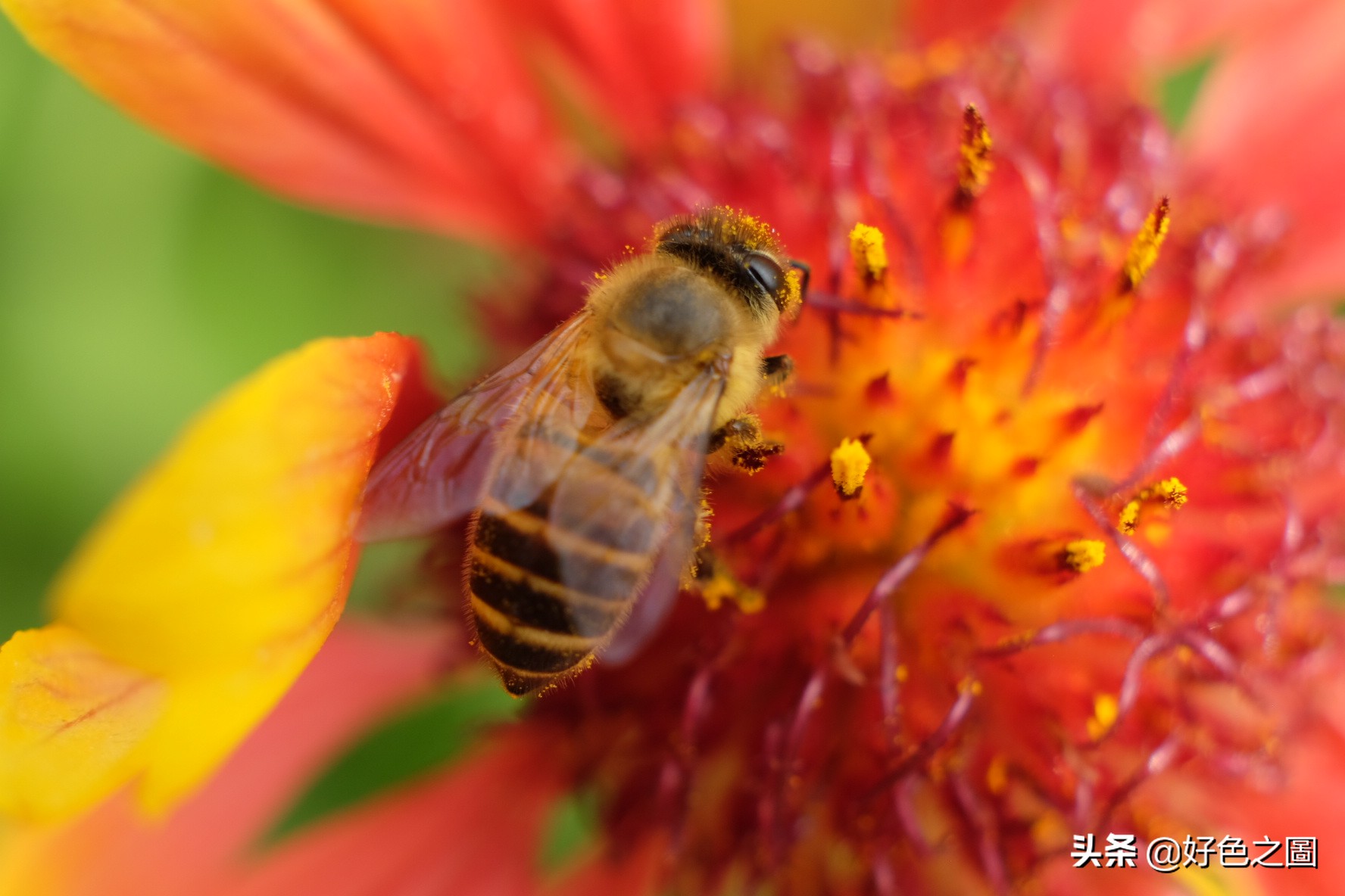 最好的微距拍摄方法,微距摄影环