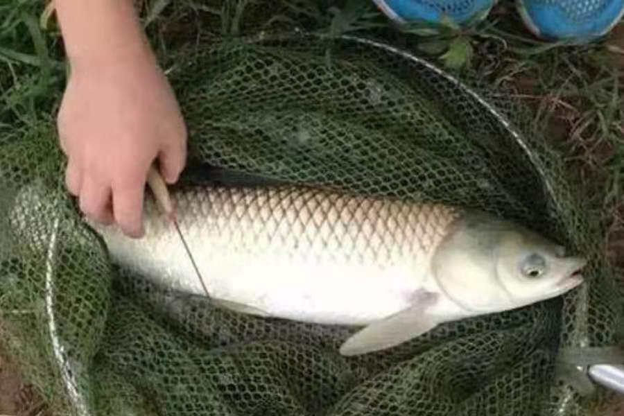 钓草鱼的时候竿子被拖下去怎么办,草鱼太大不好钓怎么办