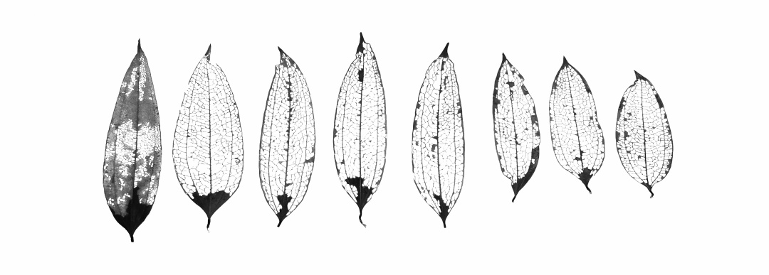 在森林里书籍,在森林中生活