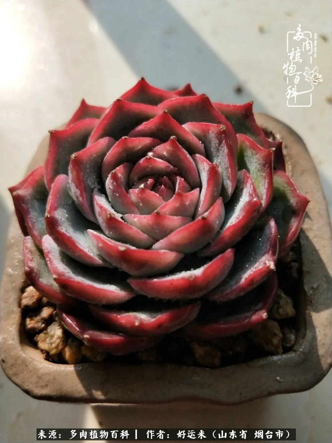 这世上怎么会有那么可爱的小可爱,这世上怎么有这么可爱的小生物