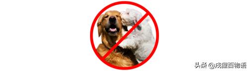 狗狗受孕前要注意什么,狗狗生育小知识