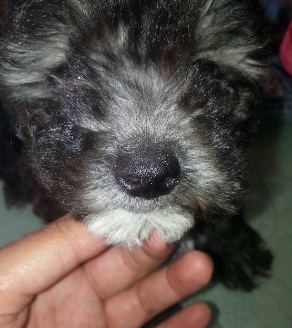 狗狗一下长很多白毛是什么原因,狗狗的毛发有白毛是什么毛病