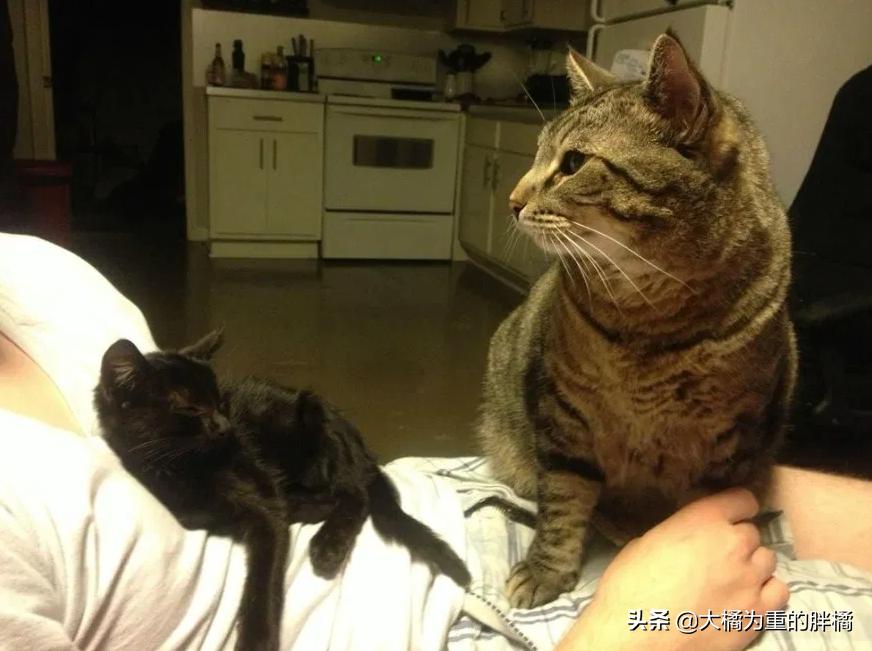 猫咪丢失5天后被流浪猫送回家,黑猫被大叔带回来