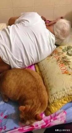 为什么猫咪适合老人养,猫咪步入老年的状态