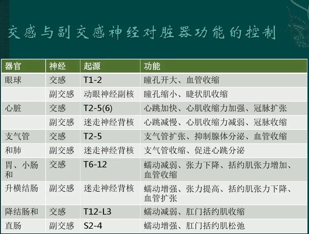 胸椎脊柱问题图解,不容忽视的肩周问题