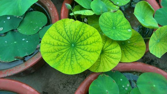 养碗莲不能缺水吗,碗莲怎么养才能旺盛开花