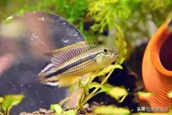 养鱼大神都养什么鱼,鱼缸养鱼都有哪些鱼