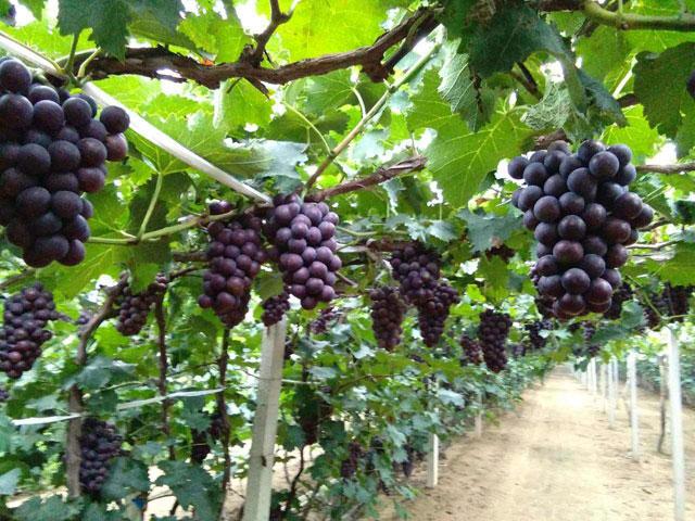 葡萄日灼病是什么病,葡萄日灼病症状比较少的品种