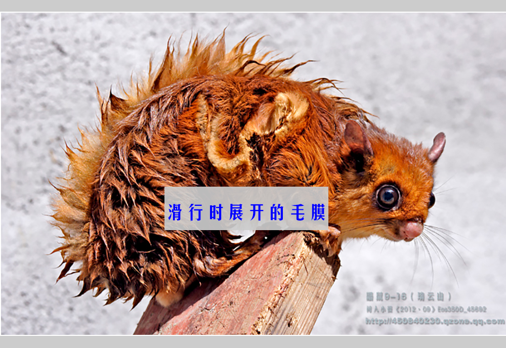 摄影飞行素材,飞鼠摄影作品欣赏