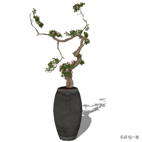 网红庭院植物搭配,网红绿植搭配技巧