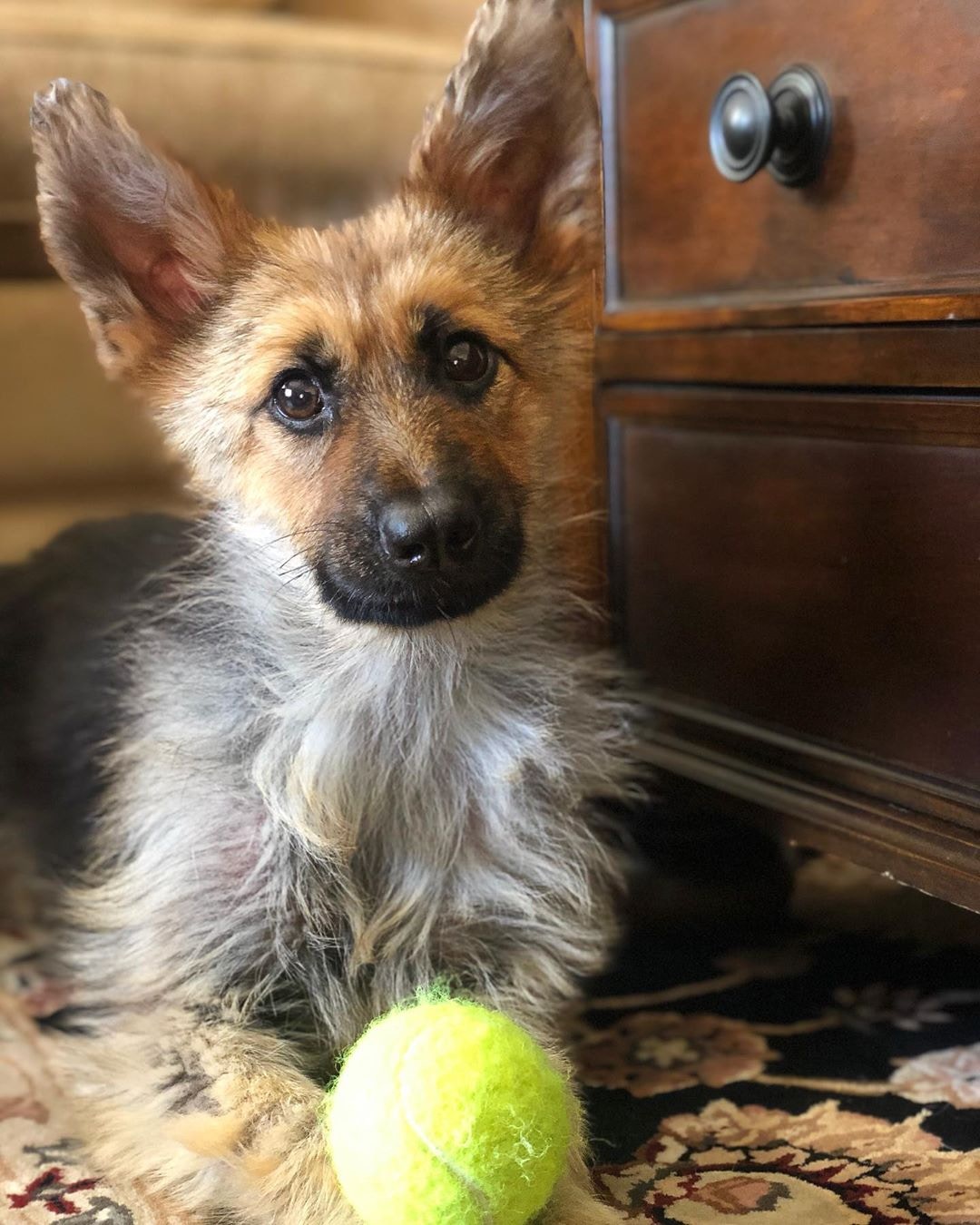 长不大的德国犬种,长得不大的德牧犬