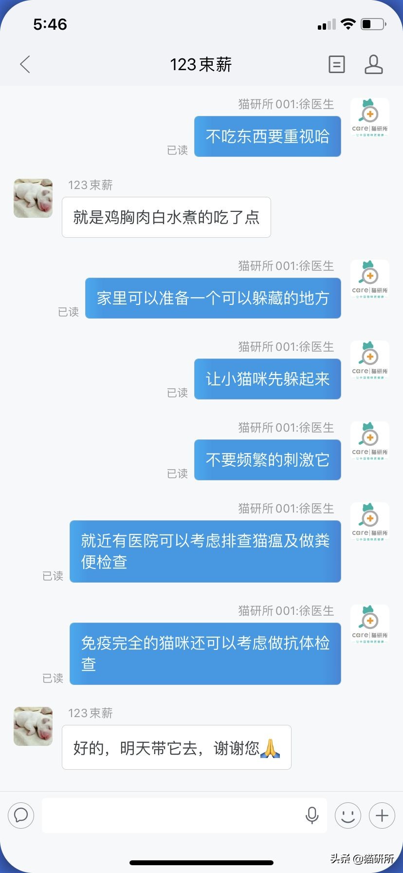 如何挑选一只健康的小猫咪,怎样快速得到小猫咪