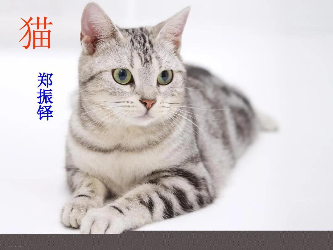 七上猫预习笔记,语文七年级上册人教版16课猫笔记