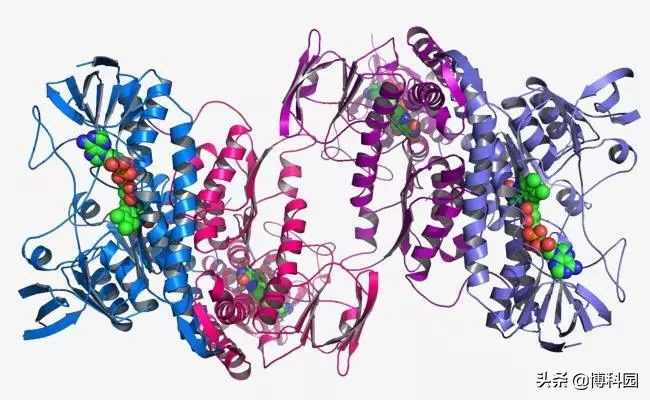 发现创造单链蛋白质纳米结构的新方法