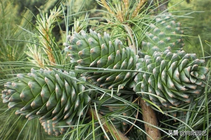 松果松子采摘,东北的松子是怎样采摘的