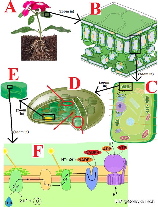为什么植物的叶是绿色的,为什么植物是绿色不是其他颜色呢