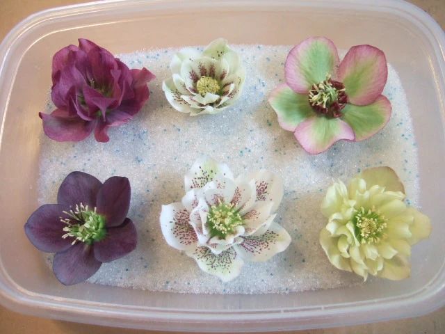 制作干花最好的季节,自制干花什么方法比较好