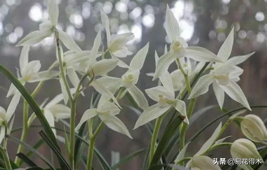 兰花春兰四大名品,兰花十大名品是哪些