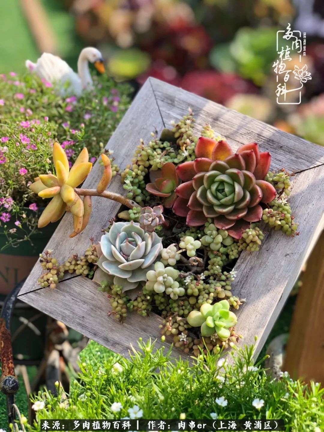 怎么用原相机拍多肉更好看,多肉怎么拍摄好看