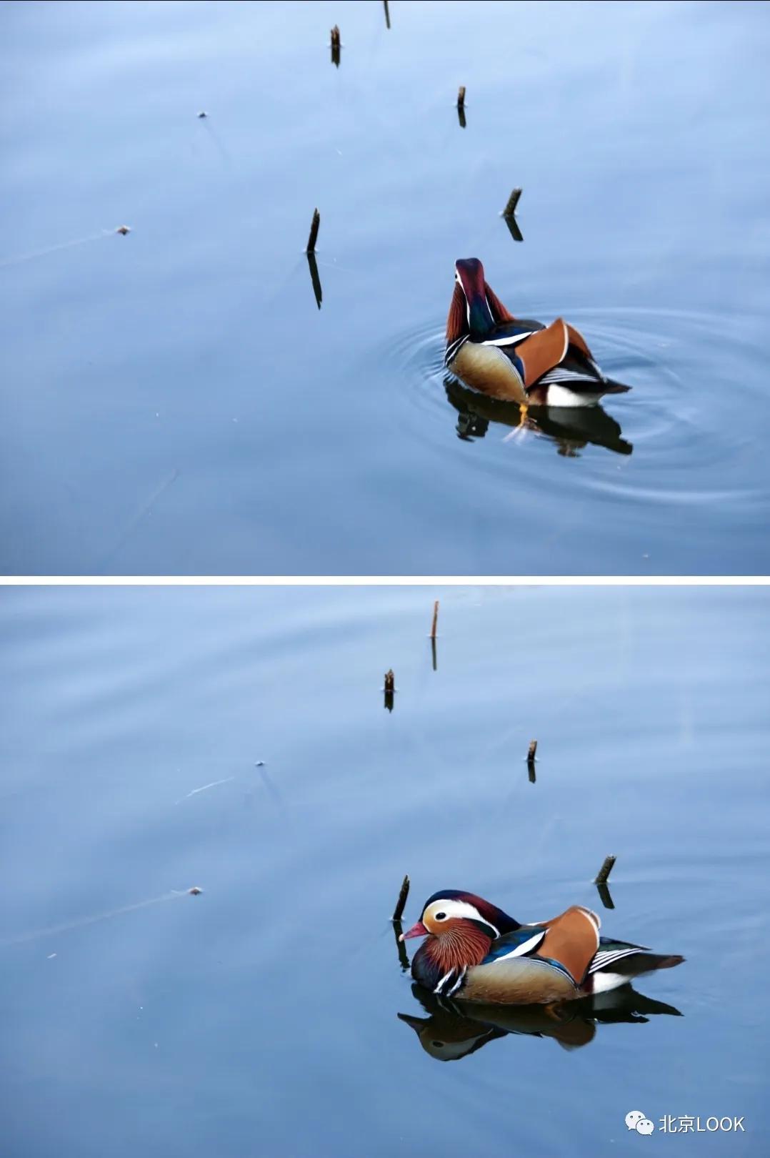 北京常见的动物有哪些,北京市郊常见动物